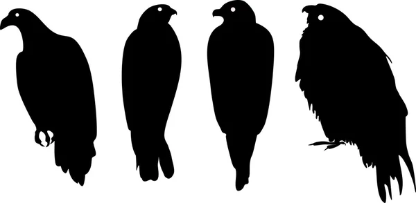 Silhouettes of different birds of prey — Stock Vector