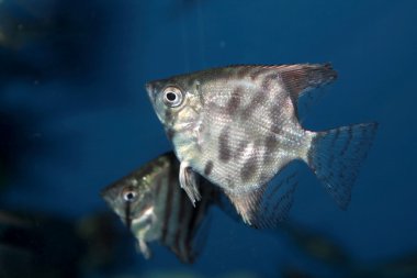 Altum Angelfish - freshwater aquarium fish clipart