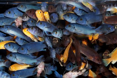 Afrika cichlidleri (mavi mbuna) akvaryum/süs balıkları