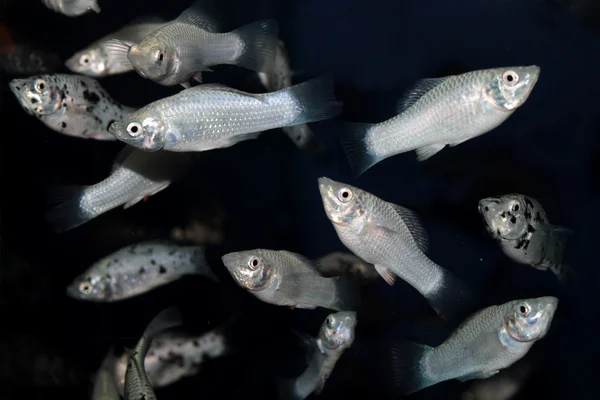 Peces de acuario molly blanco —  Fotos de Stock