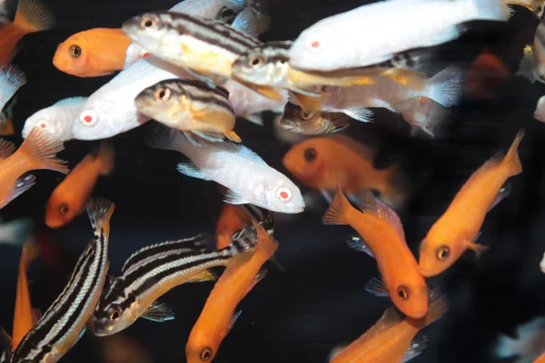 Afrika cichlidleri akvaryum balıkları — Stok fotoğraf
