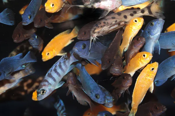 Peces del acuario de los Cichlids africanos (mbuna azul) — Foto de Stock