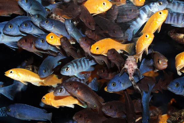 Peces del acuario de los Cichlids africanos (mbuna azul) — Foto de Stock