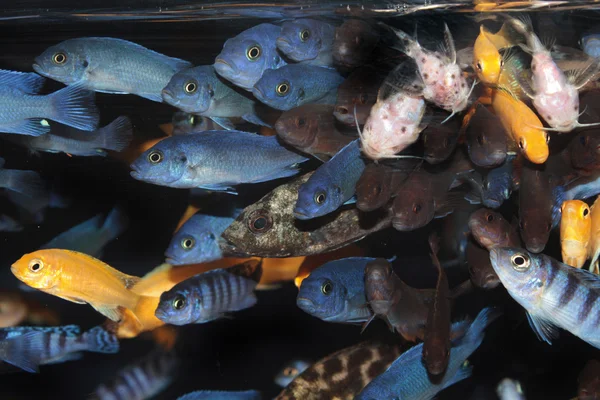 Cichlidés d'Afrique (mbuna bleu) poissons d'aquarium — Photo