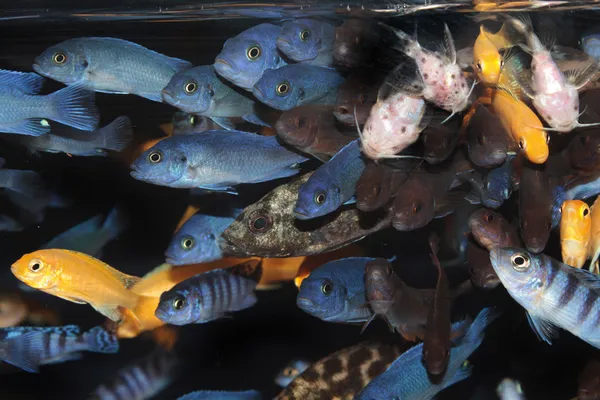 Africké cichlidy (modré mbuna) Akvarijní ryby — Stock fotografie