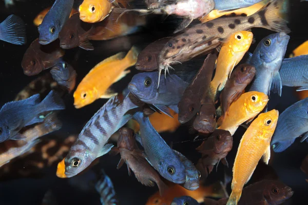 Cichlidés d'Afrique (mbuna bleu) poissons d'aquarium — Photo