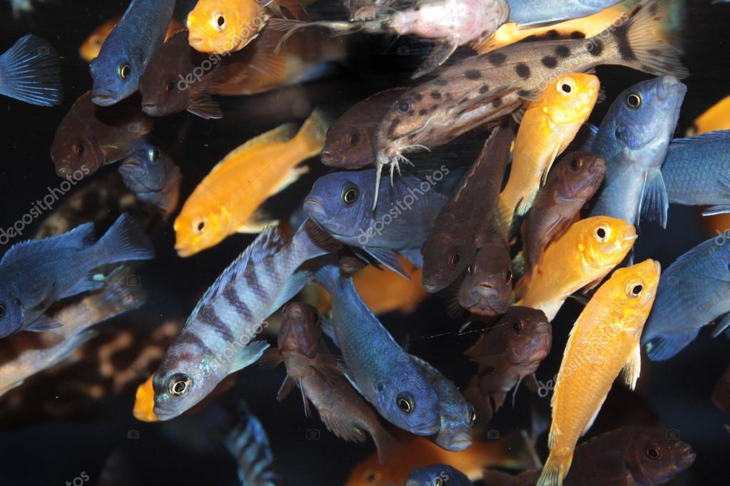 Pictures different types of african cichlids African Cichlids (Blue