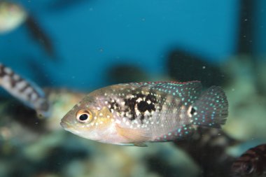 Jack Dempsey (Cichlasoma octofasciatum) aquarium fish clipart
