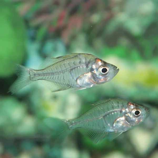 Indiase glas Baars (chanda ranga) aquariumvissen — Stockfoto