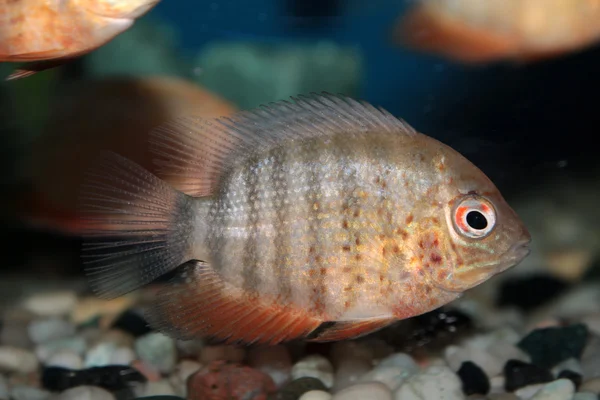 Pielęgnica plamooka (cichlasoma severum) ryb akwariowych — Zdjęcie stockowe