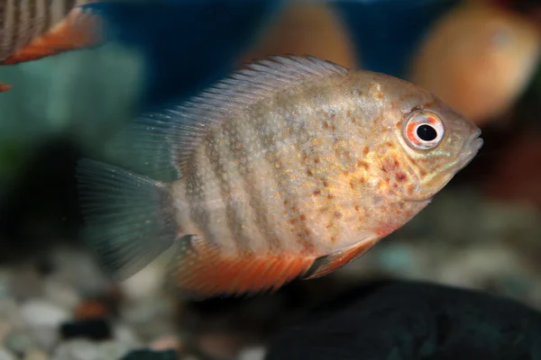 Pielęgnica plamooka (cichlasoma severum) ryb akwariowych — Zdjęcie stockowe