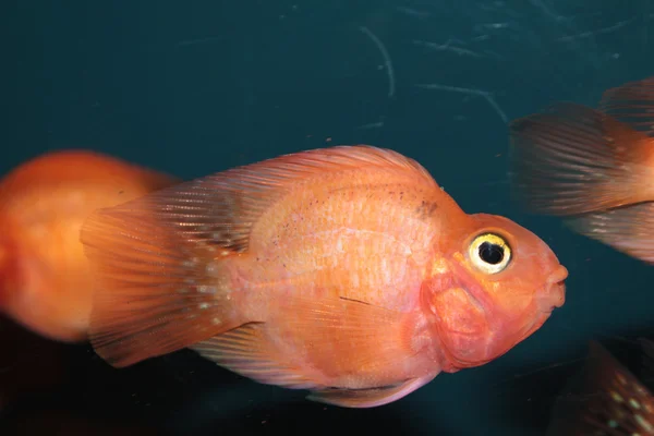 Blood parrot cichlid aquarium fish — Stock Photo, Image