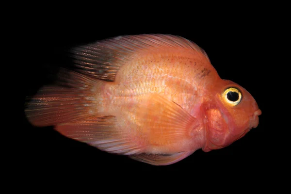 Pesce dell'acquario del ciclide del pappagallo del sangue — Foto Stock