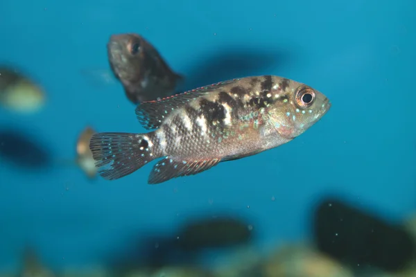 Jack Dempsey (cichlasoma octofasciatum) akvaryum balık — Stok fotoğraf