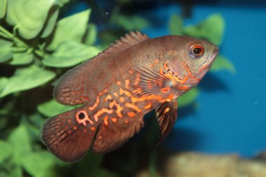 Oscar (astronotus ocellatus) akvaryum balık