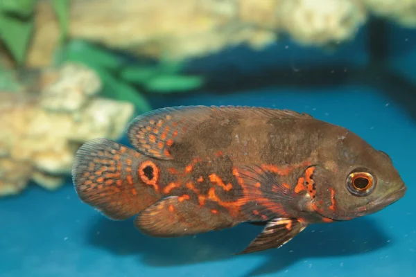 Oscar (Astronotus ocellatus) aquarium fish — Stock Photo, Image