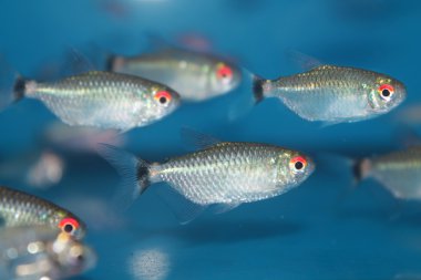 Red eye tetra (Moenkhausia sanctaefilomenae) aquarium fish clipart