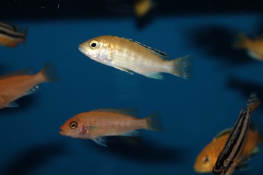 Sarı morph labidochromis caeruleus akvaryum balık