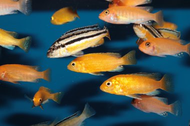 Sarı morph labidochromis caeruleus akvaryum balık