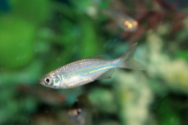 Malabar danio (danio malabaricus) akvaryum balık