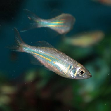 Malabar danio (danio malabaricus) akvaryum balık