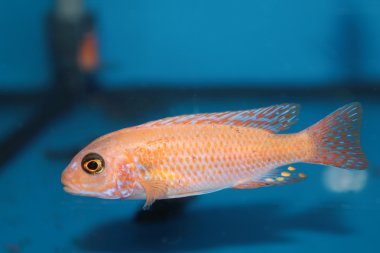 Sarı morph zebra mbuna (pseudotropheus zebra) akvaryum balık