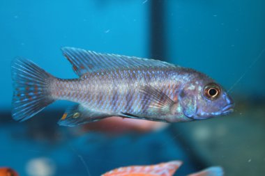 Mavi morph zebra mbuna (pseudotropheus zebra) akvaryum balık