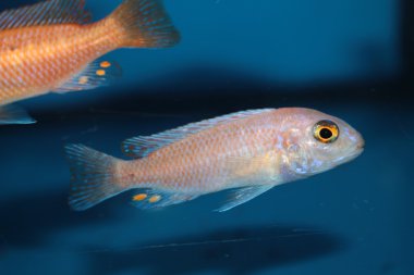 Morph zebra mbuna (pseudotropheus zebra) akvaryum balık