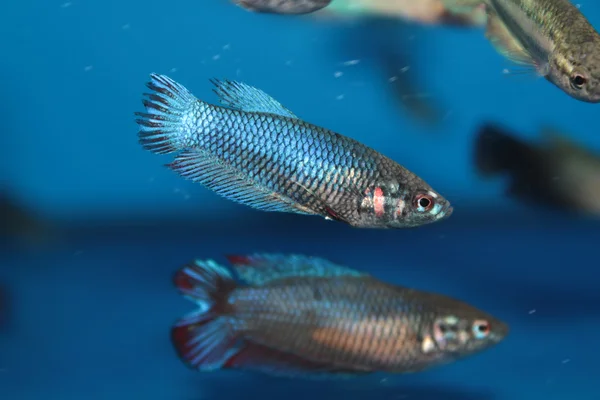 Fêmea de peixes de combate siameses (Betta) aquário — Fotografia de Stock
