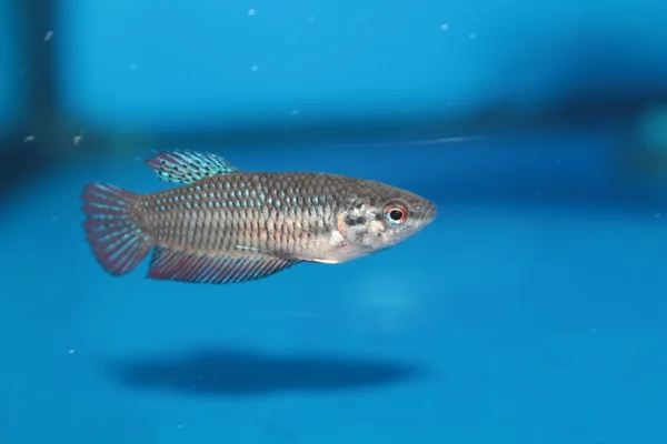 dişi Siyam mücadele balık (daha iyi) akvaryum balık