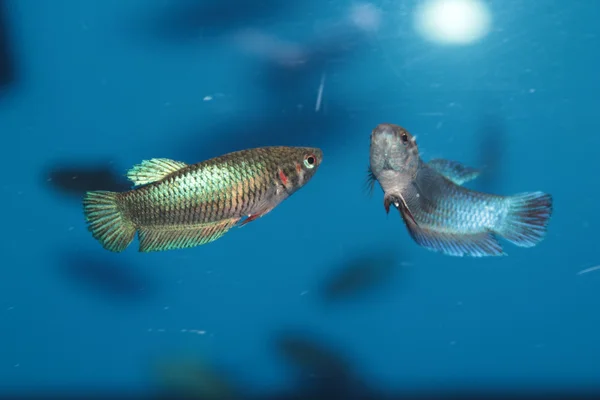 dişi Siyam mücadele balık (daha iyi) akvaryum balık