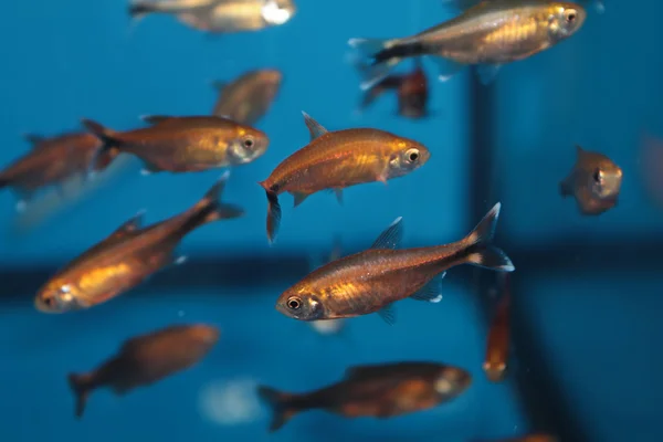 Сільверпіт тетра (Хамазанія Нана) акваріумна риба — стокове фото