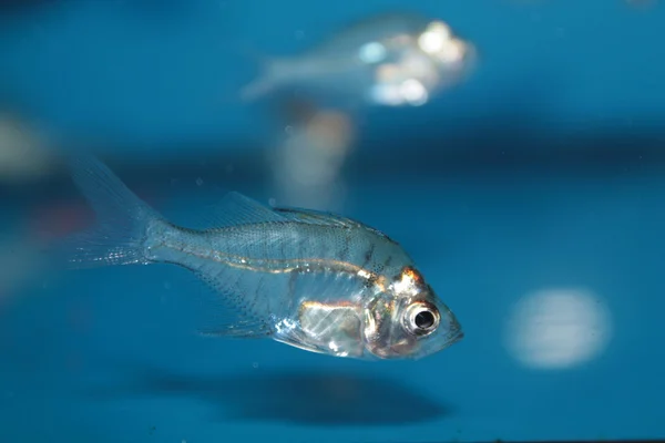 印度的玻璃瓶鲈鱼 (chanda ranga) 水族箱用鱼 — 图库照片