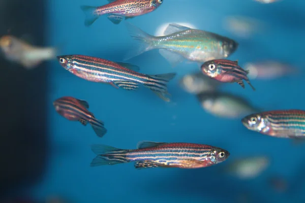 Zebra balığı (danio rerio) akvaryum balık