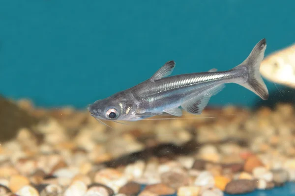 Iridescent shark (Pangasius sutchi) aquarium fish — Stock Photo, Image