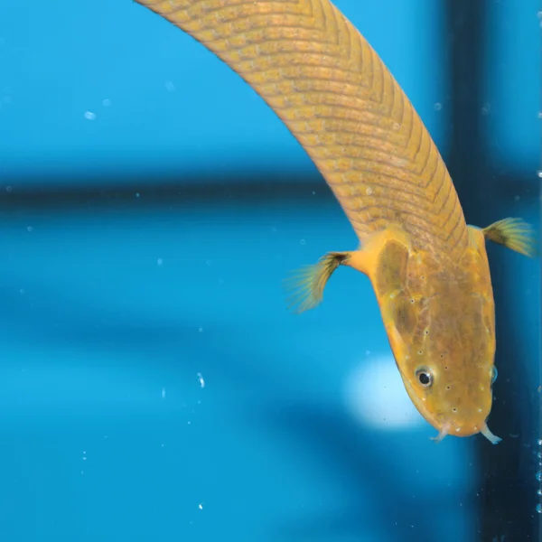 snakefish (erpetoichthys calabaricus) akvaryum balık