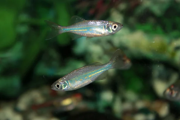 Peixe-aquário Malabar danio (Danio malabaricus) — Fotografia de Stock