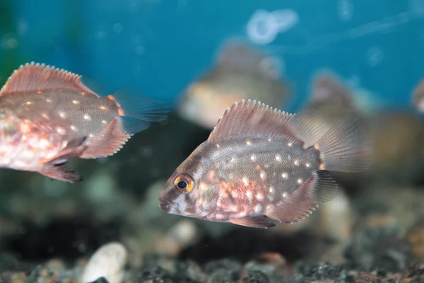 Peixes do aquário de Uaru (ciclídeos triangulares) — Fotografia de Stock