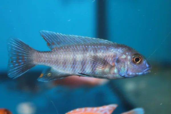 Blue morph of zebra mbuna (Pseudotropheus zebra) aquarium fish — Stock Photo, Image