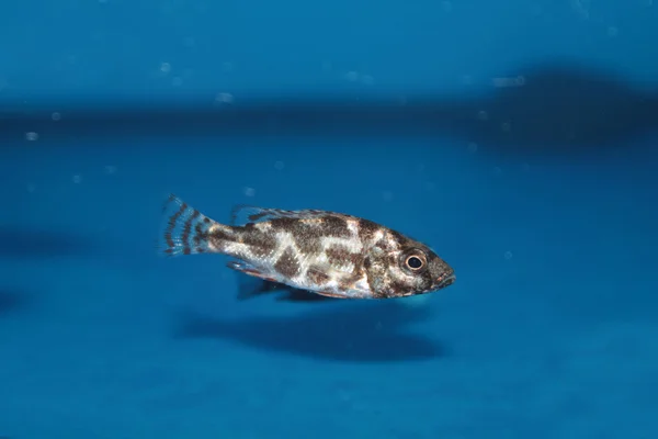 Livingston 's Cichlid (Nimbochromis livingstonii) aquário peixes — Fotografia de Stock