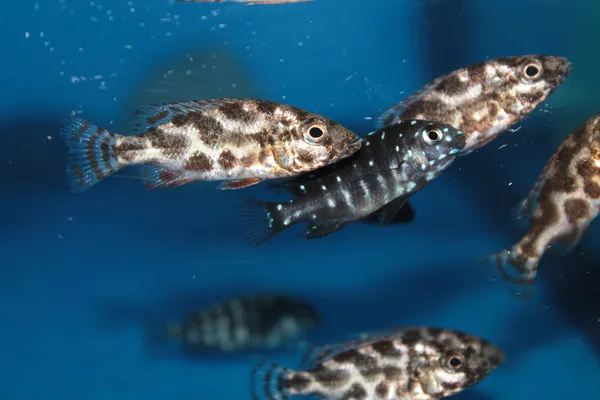 Livingston's Cichlid (Nimbochromis livingstonii) aquarium fish — Stock Photo, Image