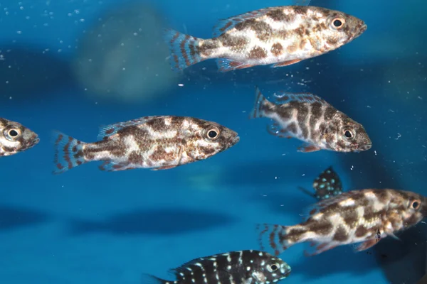 Livingston 's Cichlid (Nimbochromis livingstonii) aquário peixes — Fotografia de Stock
