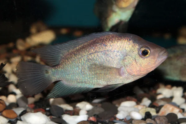 泰国丝绸 flowerhorn 慈鲷科鱼水族箱用鱼 — 图库照片