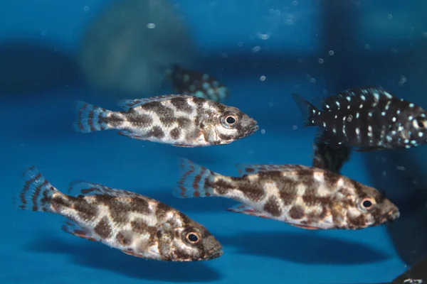 Livingston 's Cichlid (Nimbochromis livingstonii) aquário peixes — Fotografia de Stock