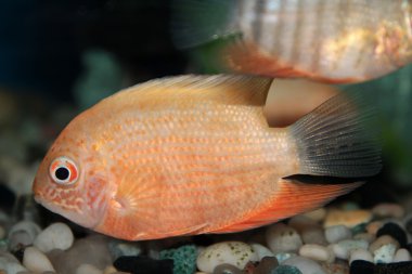 Red Spotted Severum (Cichlasoma severum) aquarium fish clipart
