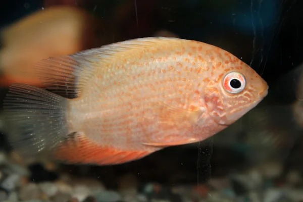 Kırmızı severum (cichlasoma severum) akvaryum balık lekeli. — Stok fotoğraf