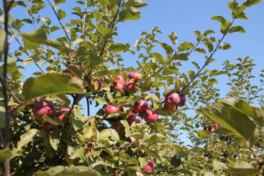 Olgun kırmızı elma ve yeşil yapraklı elma ağacı tacı.