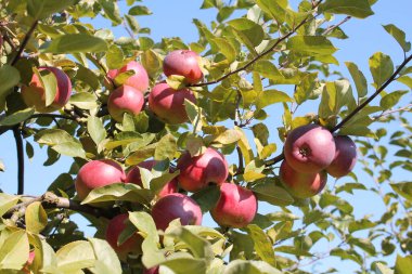 Olgun kırmızı elma ve yeşil yapraklı elma dalları