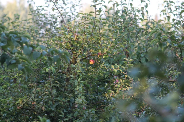 Almafák Zöld Koronával Egy Alma Gyümölcsöskertészetben — Stock Fotó