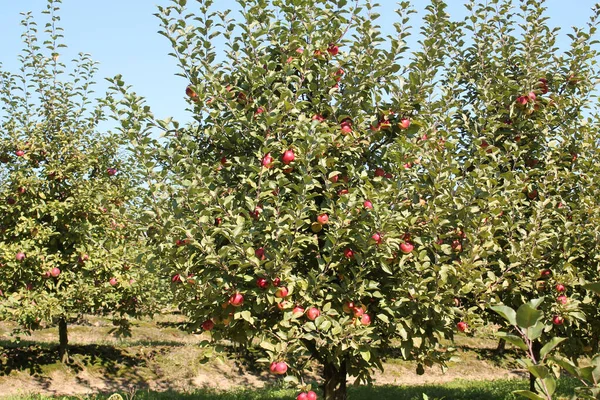 Kronan Äppelträd Med Mogna Röda Äpplen Och Gröna Blad — Stockfoto